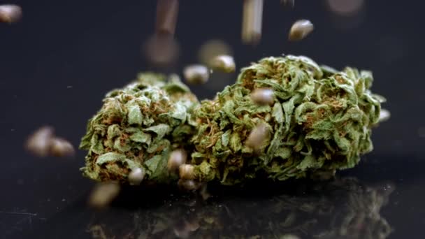 Cannabis knoppen op zwarte achtergrond — Stockvideo