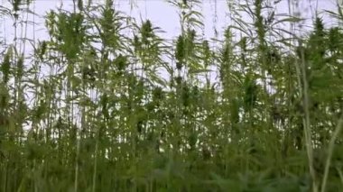 Tarlada kenevir bitkileri