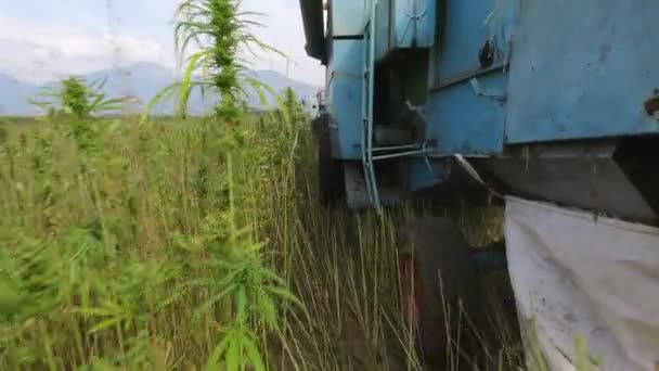 Combinar a colheita de cannabis — Vídeo de Stock