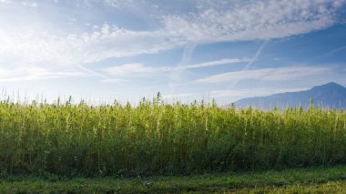 Tarlada kenevir bitkileri