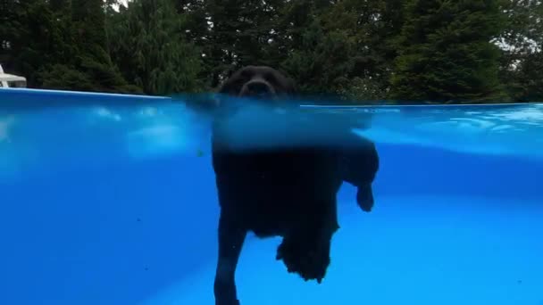 Labrador negro en una piscina — Vídeo de stock