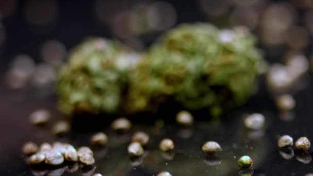 Botões de cannabis no fundo preto — Vídeo de Stock