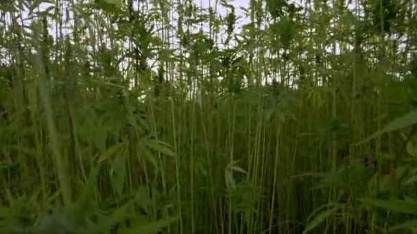 Cannabisplanten op het veld — Stockvideo