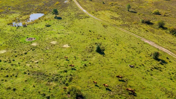 Otlaktaki inek sürüsü