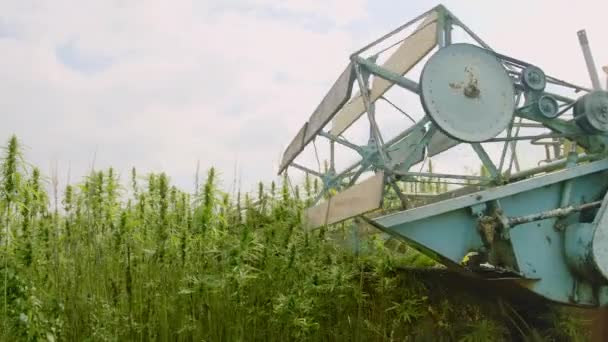 大麻を収集する麻収穫者 — ストック動画