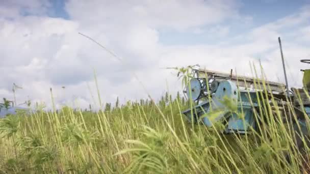 大麻を収穫する麻農家 — ストック動画