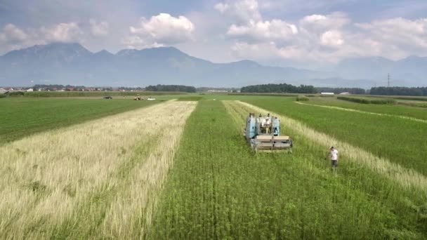 Vista drone de colheitadeira de cannabis — Vídeo de Stock