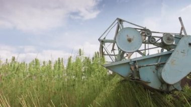 Kenevir yetiştiricisi esrar topluyor.