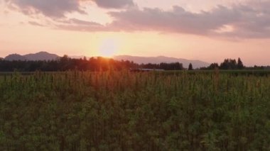 Kenevir tarlasının hava görüntüsü