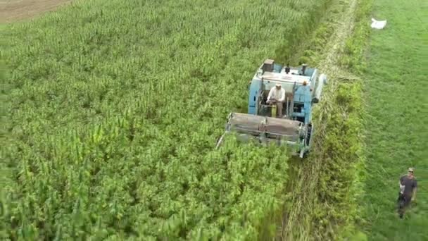 Vista drone de colheitadeira de cannabis — Vídeo de Stock