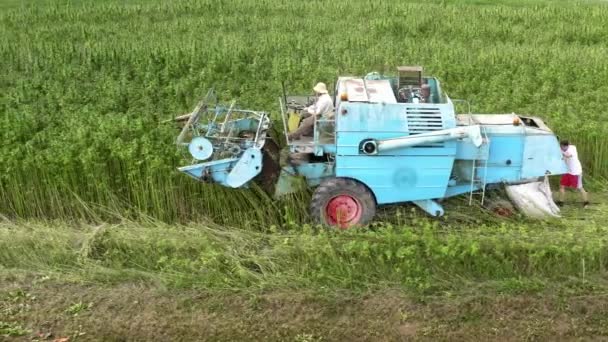 Drohnenblick auf Cannabis-Erntemaschine — Stockvideo