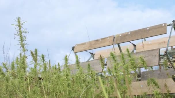 Cultivador de cáñamo cosecha cannabis — Vídeos de Stock