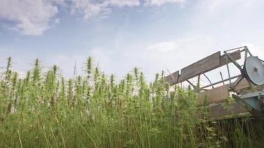 Kenevir yetiştiricisi esrar topluyor.