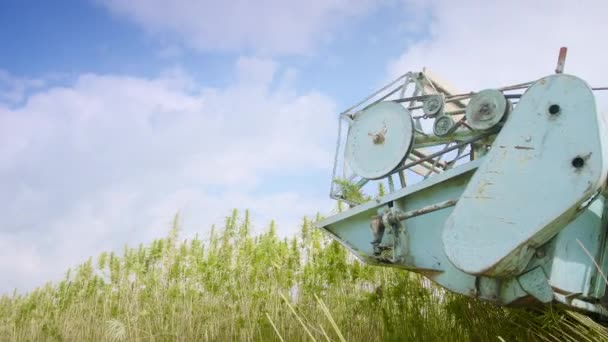 Конопляний фермер збирає коноплі — стокове відео