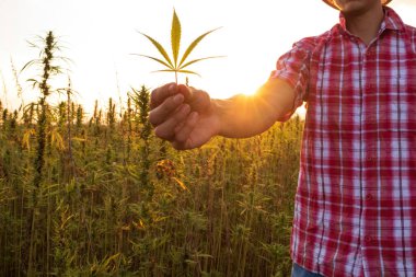 Kenevir tarlasında çalışan çiftçi