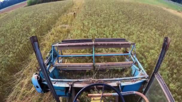 Combinar a colheita de cannabis — Vídeo de Stock