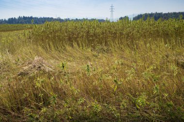Toplanan kenevir tarlası