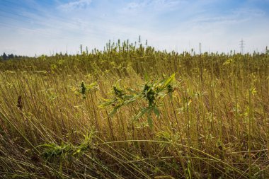 Toplanan kenevir tarlası