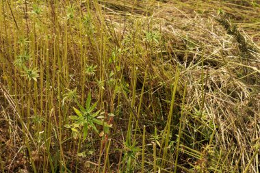 Toplanan kenevir tarlası