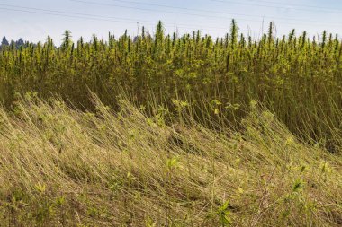 Toplanan kenevir tarlası