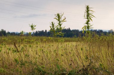 Toplanan kenevir tarlası