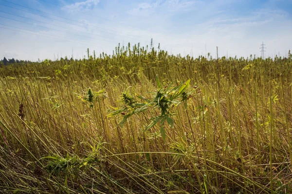Toplanan kenevir tarlası