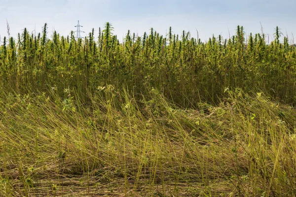 Toplanan kenevir tarlası