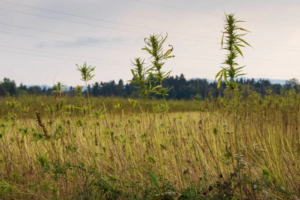 Toplanan kenevir tarlası