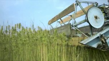 Kenevir hasadını birleştir