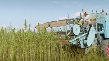 Kenevir hasadını birleştir