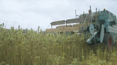 Kenevir hasadını birleştir