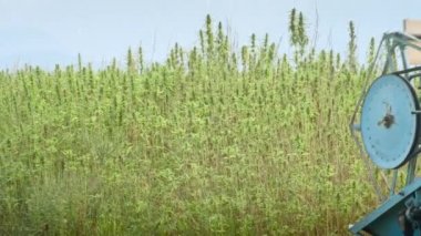 Kenevir hasadını birleştir