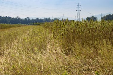Toplanan kenevir tarlası