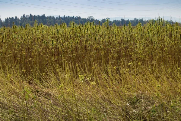 Toplanan kenevir tarlası