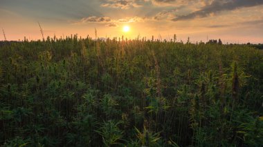 Tarlada kenevir bitkileri