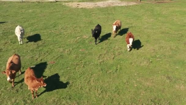 牧草地の牛の群れ — ストック動画