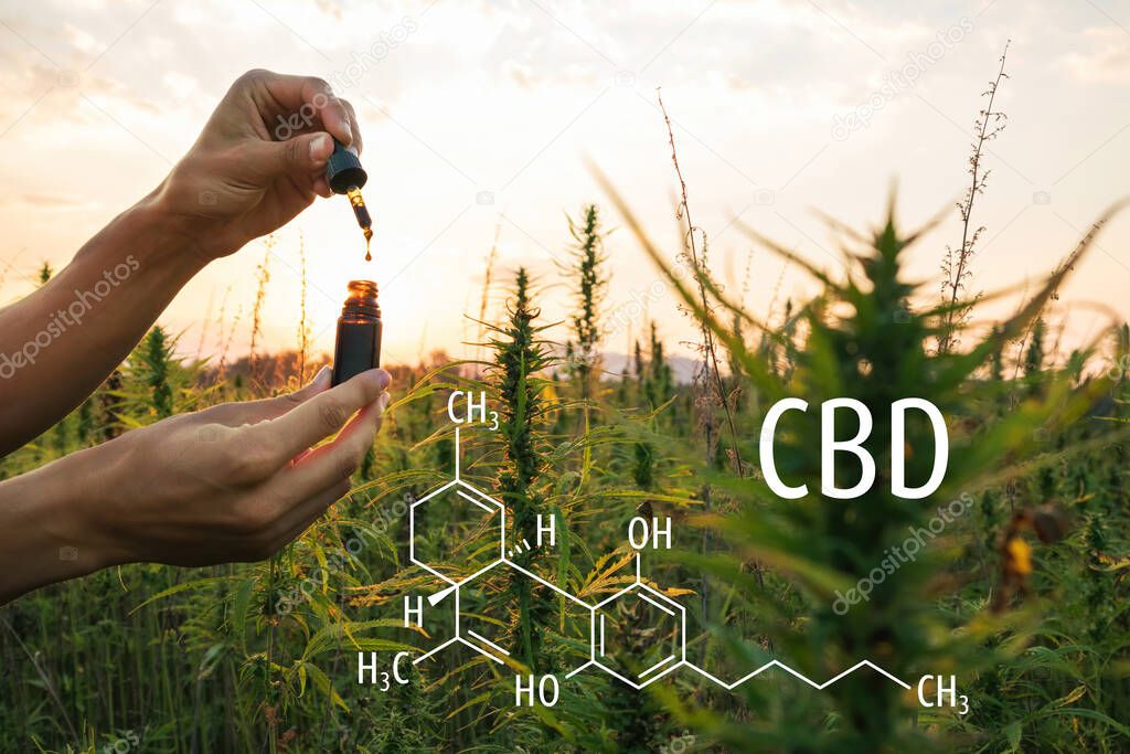 Cannabis plants with the CBD formula