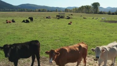 Otlaktaki inek sürüsü