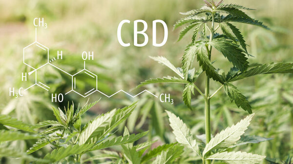 Растения каннабиса с формулой CBD