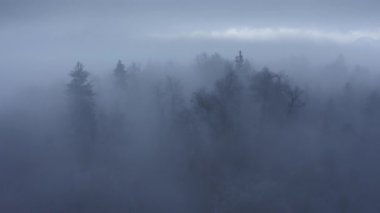 Ormanda yoğun bir sis var.