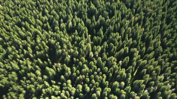 Vista aérea sobre el bosque de pinos en las montañas — Vídeos de Stock