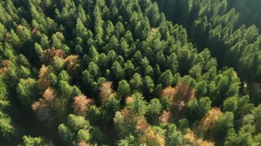 Dağlardaki çam ağaçları üzerinde hava manzarası
