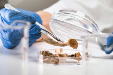 Psilosibin ve Sihirli Mantarlar