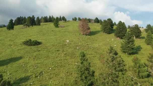 Перегляд дрона Політ над пасовищами та сосновими деревами Ліцензійні Стокові Відео