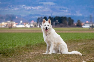 Beyaz İsviçre Çoban Köpeği