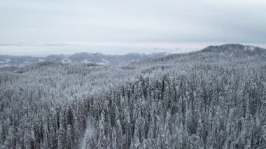 Dağlardaki karlı hava ormanı