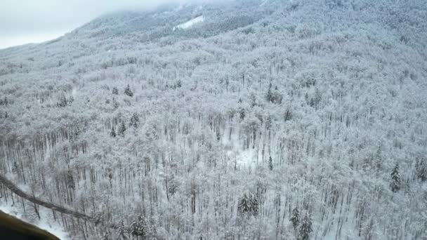 Снежный воздушный лес в горах — стоковое видео