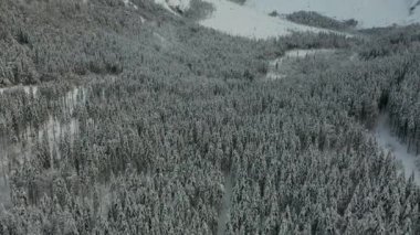 Dağlardaki karlı hava ormanı