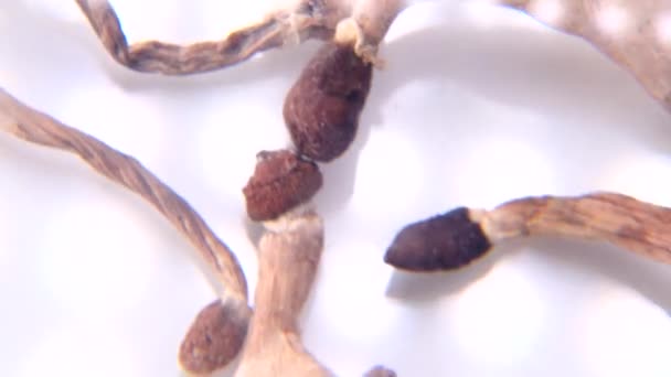 Псилоцибин и волшебные грибы — стоковое видео