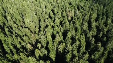 Dağlardaki çam ağaçları üzerinde hava manzarası